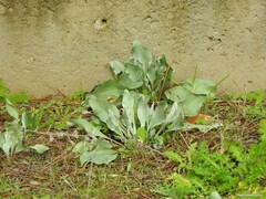 Cynoglossum cheirifolium