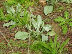 Cynoglossum cheirifolium