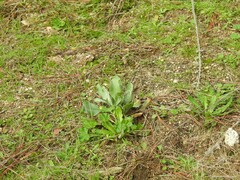 Cynoglossum cheirifolium