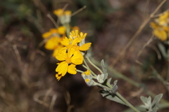 Psilostrophe gnaphalodes