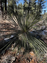 Yucca elata