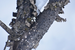 Biscogniauxia simplicior