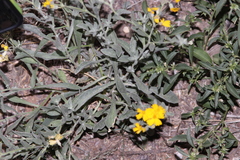 Psilostrophe gnaphalodes