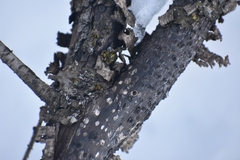 Biscogniauxia simplicior