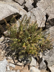 Cymopterus hendersonii