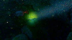 Chilomycterus reticulatus