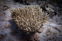 Acropora gemmifera