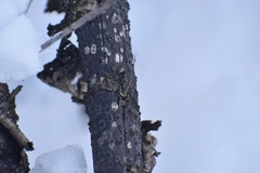 Biscogniauxia simplicior