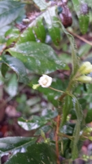 Mostuea brunonis