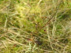 Scrophularia canina