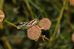 Phaedrotettix palmeri