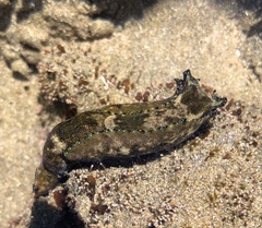 Navanax aenigmaticus