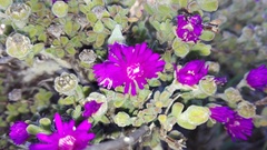 Drosanthemum fourcadei