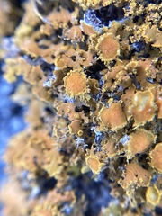 Xanthomendoza