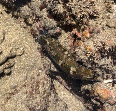 Navanax aenigmaticus