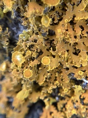 Xanthomendoza