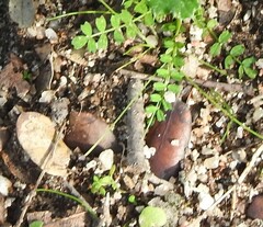 Biserrula pelecinus