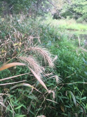 Elymus villosus