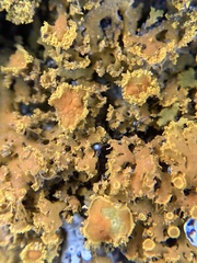 Xanthomendoza