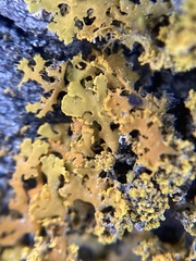 Xanthomendoza
