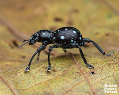 Pantorhytes stanleyanus