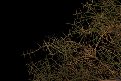 Koeberlinia spinosa
