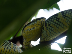 Tropidolaemus wagleri