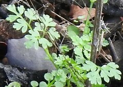 Anthriscus caucalis