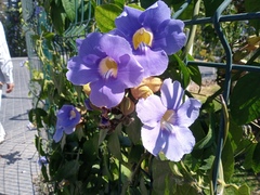 Thunbergia grandiflora