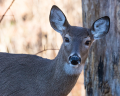 Odocoileus virginianus