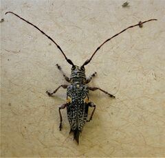 Hybolasius sticticus