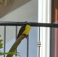 Pitangus sulphuratus