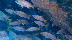 Parapristipoma octolineatum