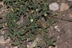 Chamaesaracha sordida