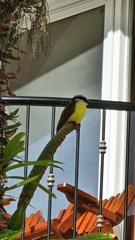 Pitangus sulphuratus