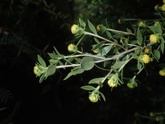 Flourensia cernua