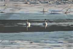 Cygnus columbianus