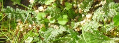 Erodium cicutarium