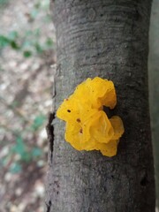 Tremella mesenterica