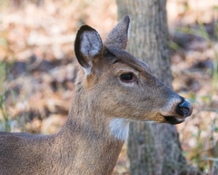 Odocoileus virginianus