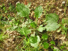 Erodium cicutarium
