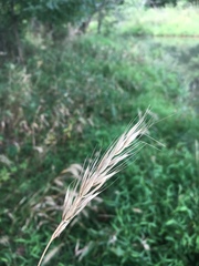 Elymus macgregorii