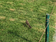 Mimus longicaudatus