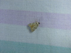 Fuscicepsana fuscicepsana