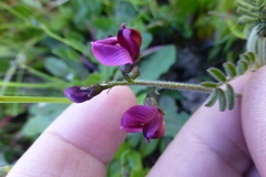 Lessertia excisa