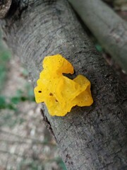 Tremella mesenterica