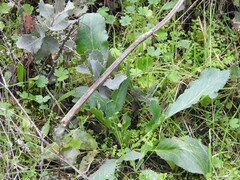 Anthriscus caucalis