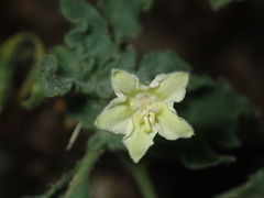 Chamaesaracha sordida