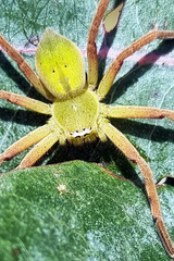 Neosparassus patellatus