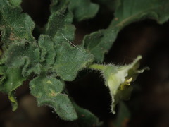 Chamaesaracha sordida